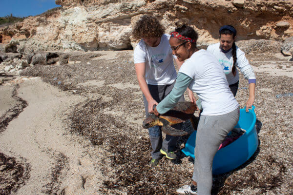 Three volunteers of the centre releasing a turtle in the mediterranean sea