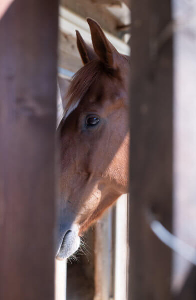 Photo portrait d'un cheval au sanctuaire