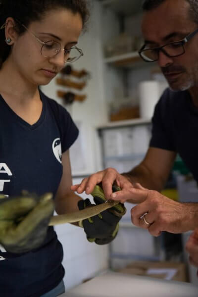 Gilles Moyne, Founder & Director of the Athenas Center and Manon Clerc, employee, taking care of a snake rescued at the center