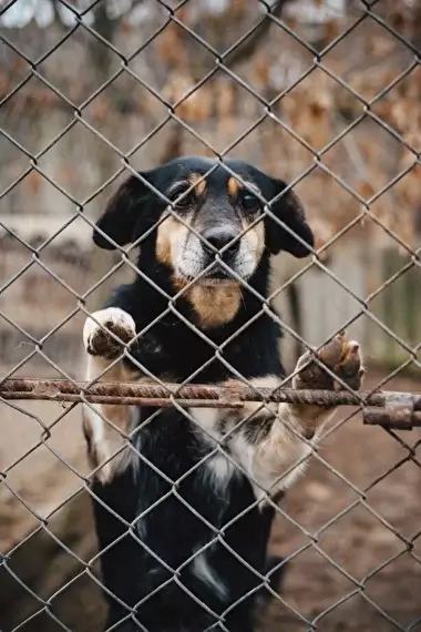 Photo of an abandoned dog standing with its paws on a fence at the Gostomel Shelter